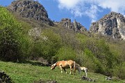 Monte Cancervo ad anello dalla Pianca sui sentieri CAI 102-130-131 il 1 maggio 2019 - FOTOGALLERY